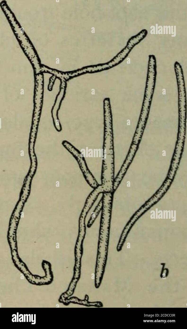. Fungous diseases of plants, with chapters on physiology, culture methods and technique . Fig. 164. Cylindrosporium Padia, section of acervulus ; b, conidia, some germinating FUNGI IMPERFECTI 341 48-60 X 2/x. They germinate readily, and evidently require but afew days incubation after infection for the production of the char-acteristic shot-holes upon susceptible hosts. No ascogenous stage of this fungus is known, and there is somedoubt as to the ordinary method of wintering over. Stewart, how-ever, has found the pustules of this fungus on the twigs of cherry,and it is quite probable that thi Stock Photo