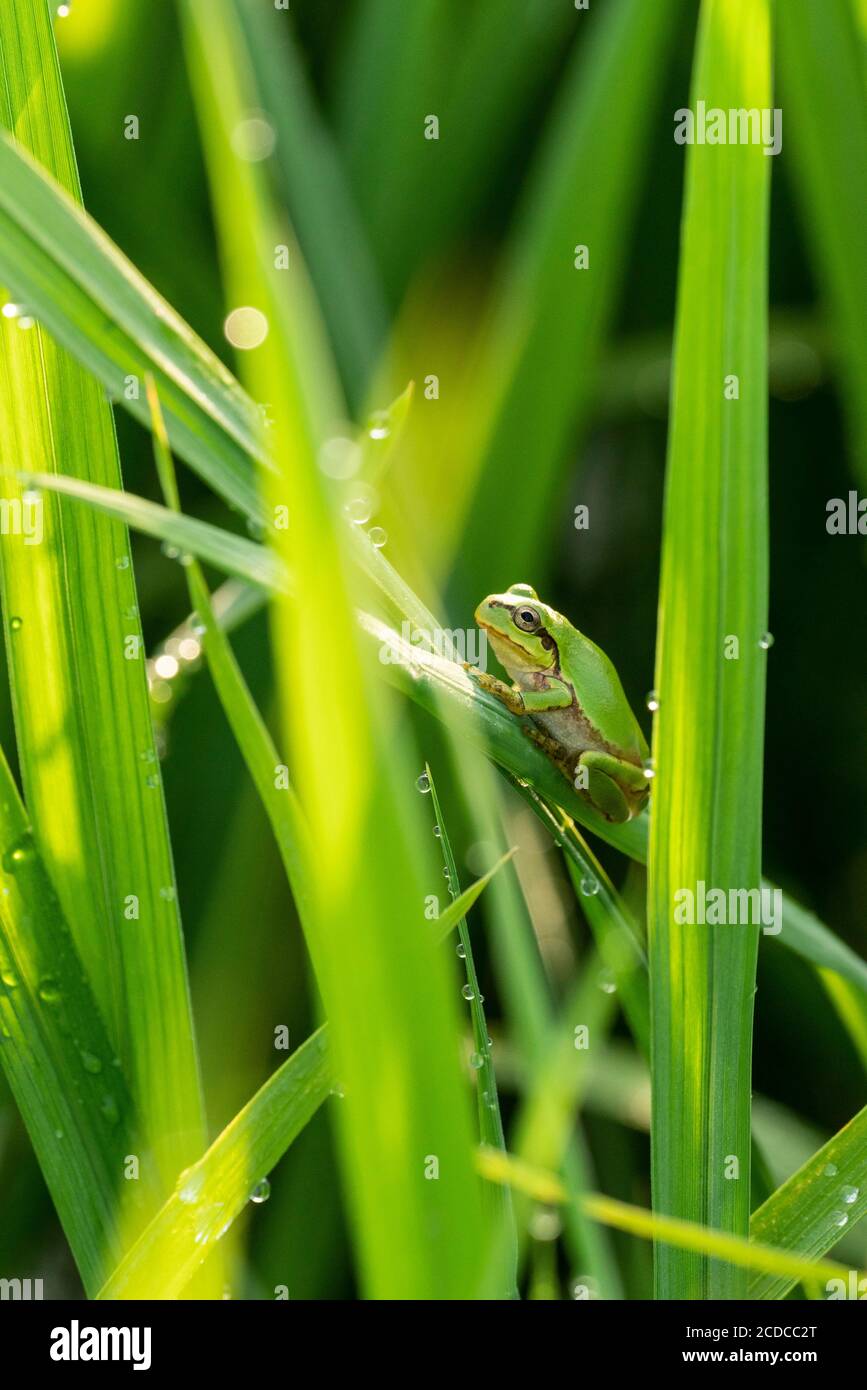 Japanese Rice Frog Japanese tree frog (Dryophytes japonicus), on rice plant, Isehara City ...