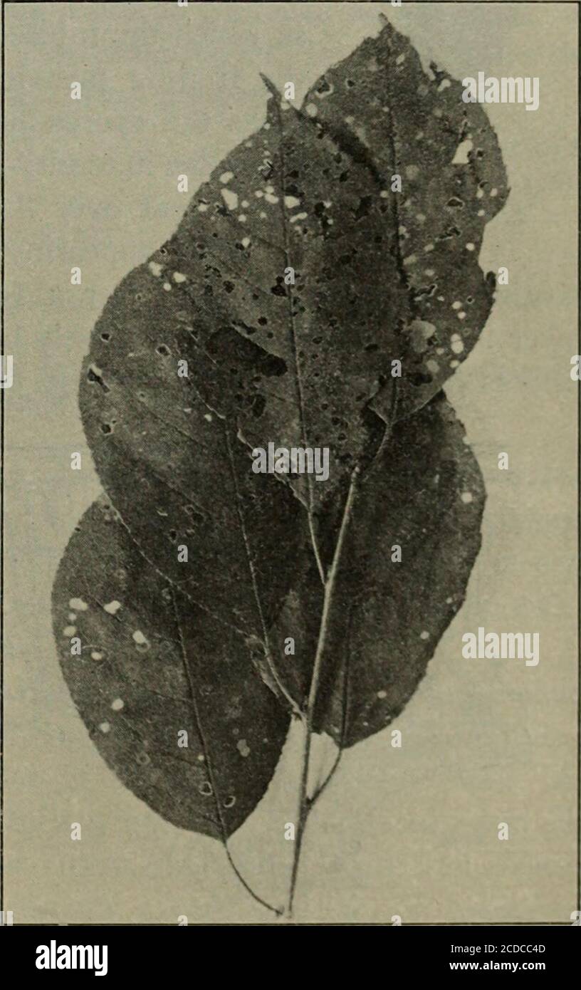 . Fungous diseases of plants, with chapters on physiology, culture methods and technique . HERRYCylindrosporium Padi Karst Arthur, J. C. Plum-Leaf Fungus. N. Y. Agl. Exp. Sta. Rept. 8: 293- 298. Jigs. 6-10. 1889.Stewart, F. C, and Eustace, H. J. Shot-Hole Fungus on Cherry Fruit Pedicels. N. Y. Agl. Exp. Sta. Rept. 20: 146-148. Host relations. Many of the leaf-spot fungi occurring uponcertain varieties of plums, cherries, and other stone fruits are to aconsiderable extent shot-hole fungi. In such casesthe more or less circularinjured area is separatedby a line of cleavage fromthe healthy tissue Stock Photo