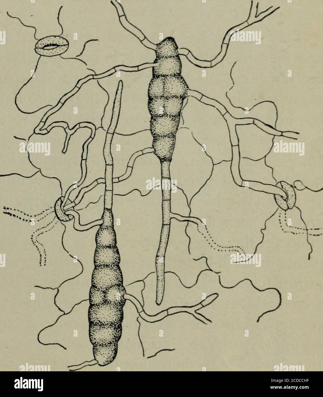 Alternaria hi-res stock photography and images - Alamy