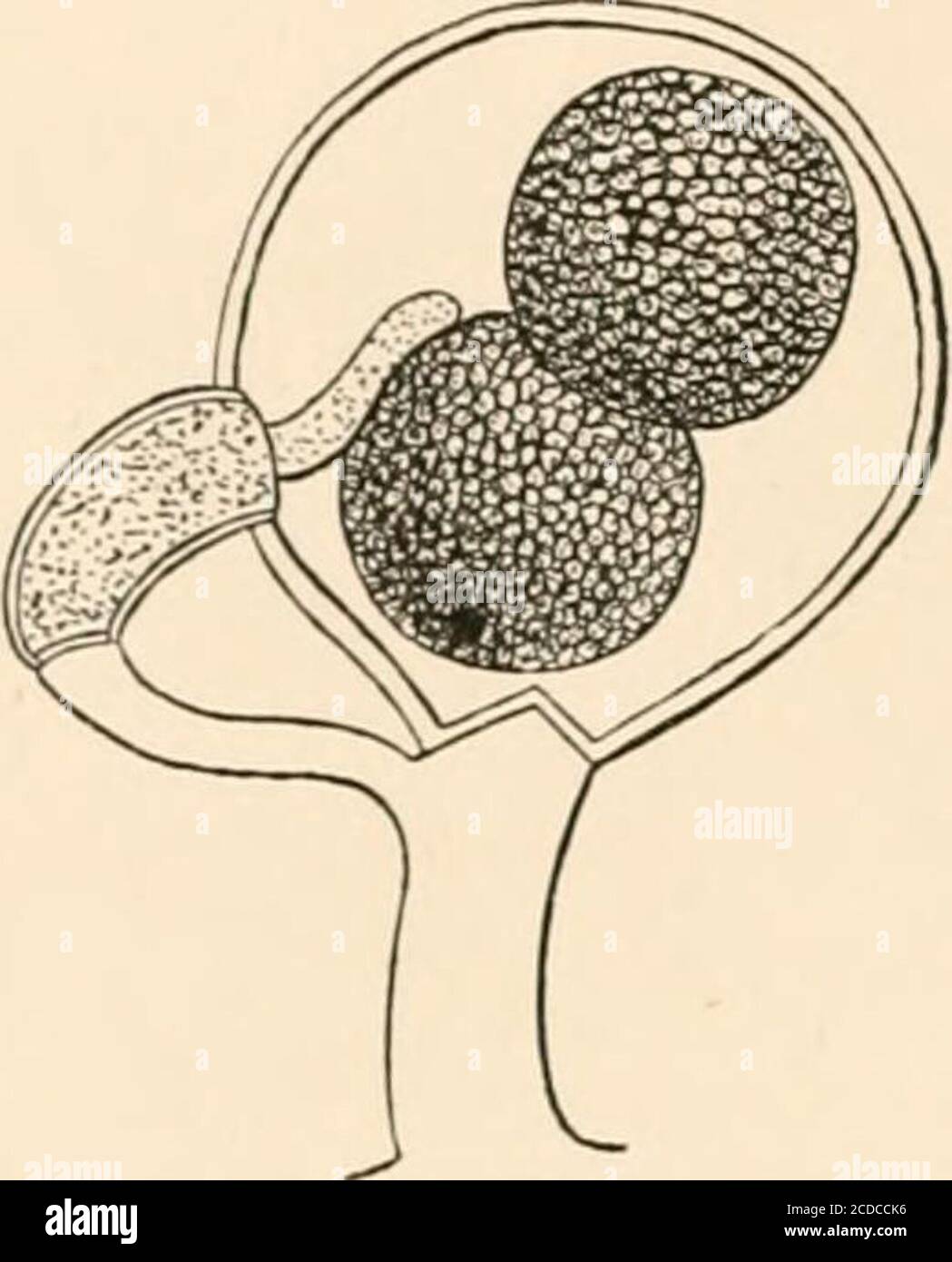 . Introduction to the study of fungi, their organography, classification, and distribution for the use of collectors . of xicWya. but tend towards the oogonium. TheirAfter DeBary. ^^^^ extremity is closely applied to the wall, and becomes slightly inflated above, and cut off below by aseptum. It is then an oblong cell, or antheridium, filled withprotoplasm. Each oogonium possesses one or several of theseantheridia. Towards the time when the oospheres are formed,each antheridium projects into the interior of the oogonium oneor more tubular processes, which are applied by their extremitiesto the Stock Photo