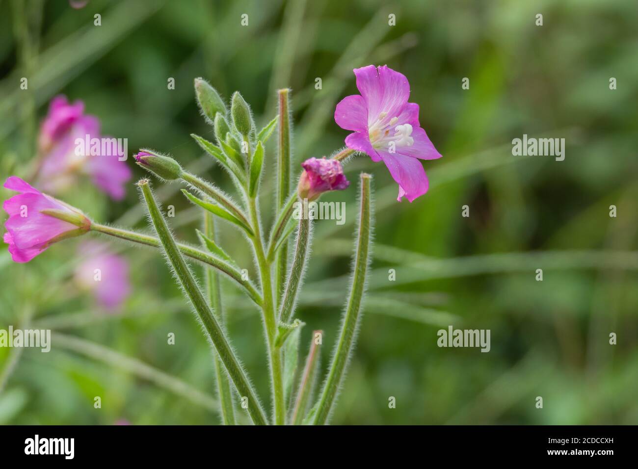 flowers from hairy willowherb plant in summer outdoors Stock Photo