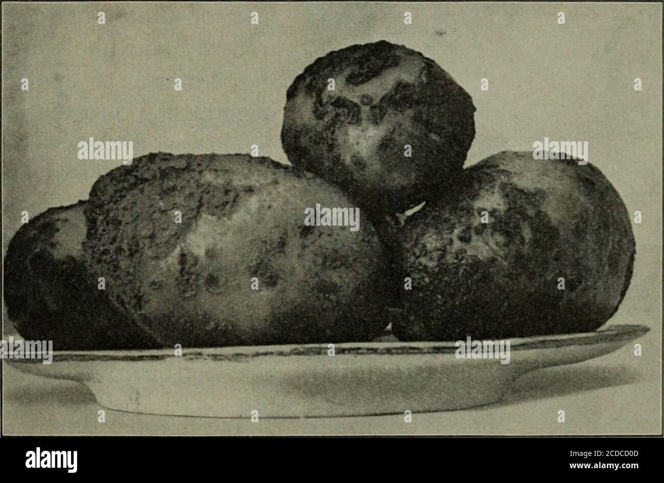 . Fungous diseases of plants, with chapters on physiology, culture methods and technique . oland. The Potato Scab. Conn. Agl. Exp. Sta. (1890):81-95. Thaxter, Roland. The Potato Scab. Conn. Agl. Exp. Sta. (i891): 153-160. The scab of potatoes is a disease which is well known to grow-ers, dealers, and consumers alike, for the conspicuous scab pits orspots on the surface of tubers cannot fail to strike the attention. FUNGI IMPERFECTI 291 The disease is most common throughout the United States, anddoubtless throughout the potato-producing regions of Europe aswell. It is not positively demonstrate Stock Photo
