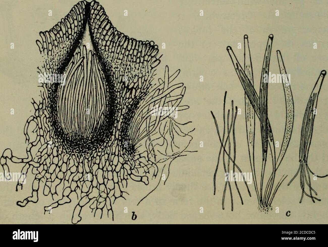 . Fungous diseases of plants, with chapters on physiology, culture methods and technique . Fig. 106. Claviceps purpurea: Section of Stroma and EnlargedPerithecium ; also Asci and Spores. (After Tulasne) the head numerous perithecia are formed near the periphery. Sofar as is known, a perithecium is developed in two successivestages : (i) By the repeated division of a few differentiated cellsbelow the surface there results an ellipsoidal pre-ascal tissue. (2) Inthe proximal or basal portion of this cellular body an hymenium ASCOMYCETES 247 originates, and the asci to which it gives rise obtain r Stock Photo