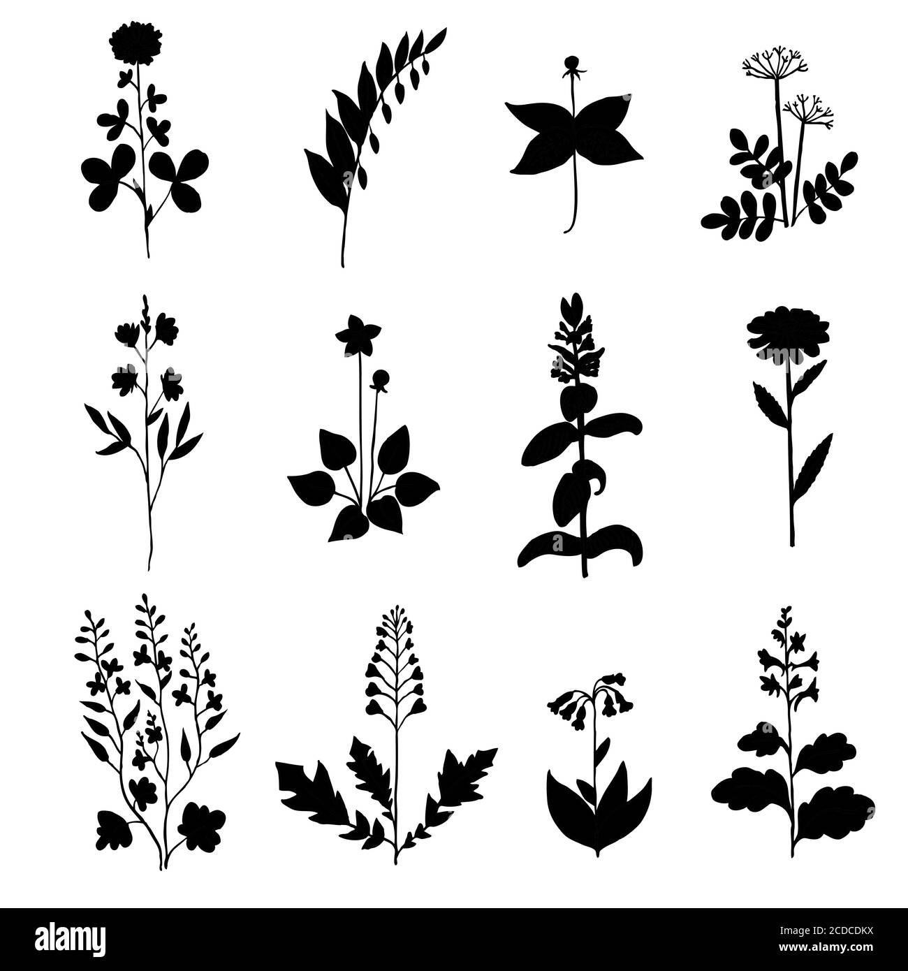 Herbal healing collection Black and White Stock Photos & Images - Alamy