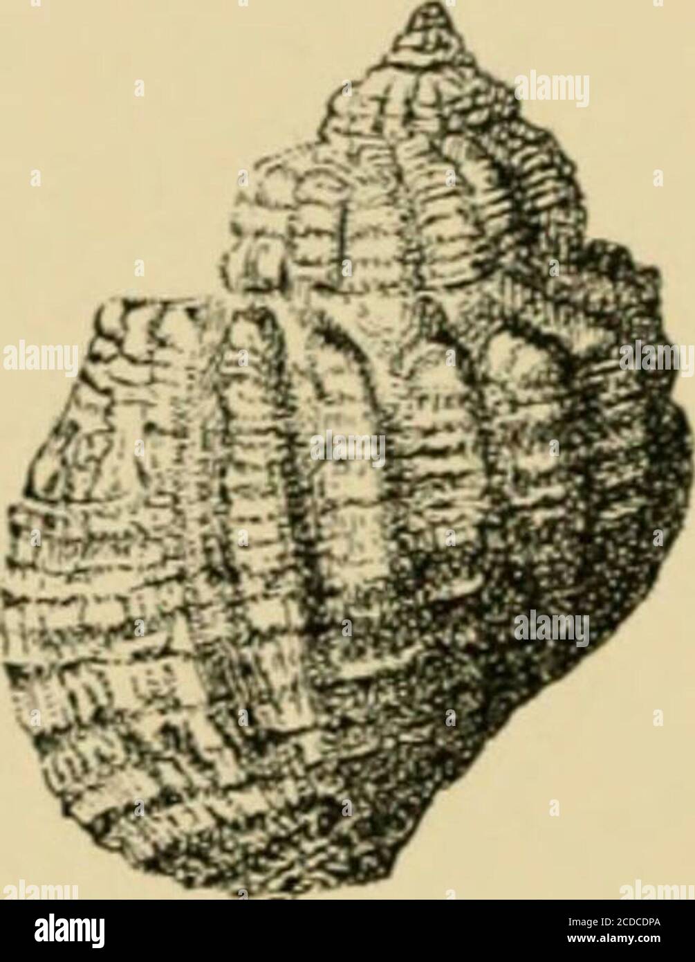 . The Tanganyika problem; an account of the researches undertaken concerning the existence of marine animals in Central Africa . Fig. 32.—Semi diagram of the digestivesystem of Tanganyicia riifojilosa. and connectives, are all arranged in the typical cerithoidplan, just as in Typhobia or Cancellaria. But thereis in the brain of Tanganyicia a curious median lobesituated between the cerebral ganglia and looking forward,which I have never found elsewhere. Except for theaddition of the large rectal gland in the female Tanganyicia,and the reduction of the buccal mass in both sexes, thewhole aliment Stock Photo