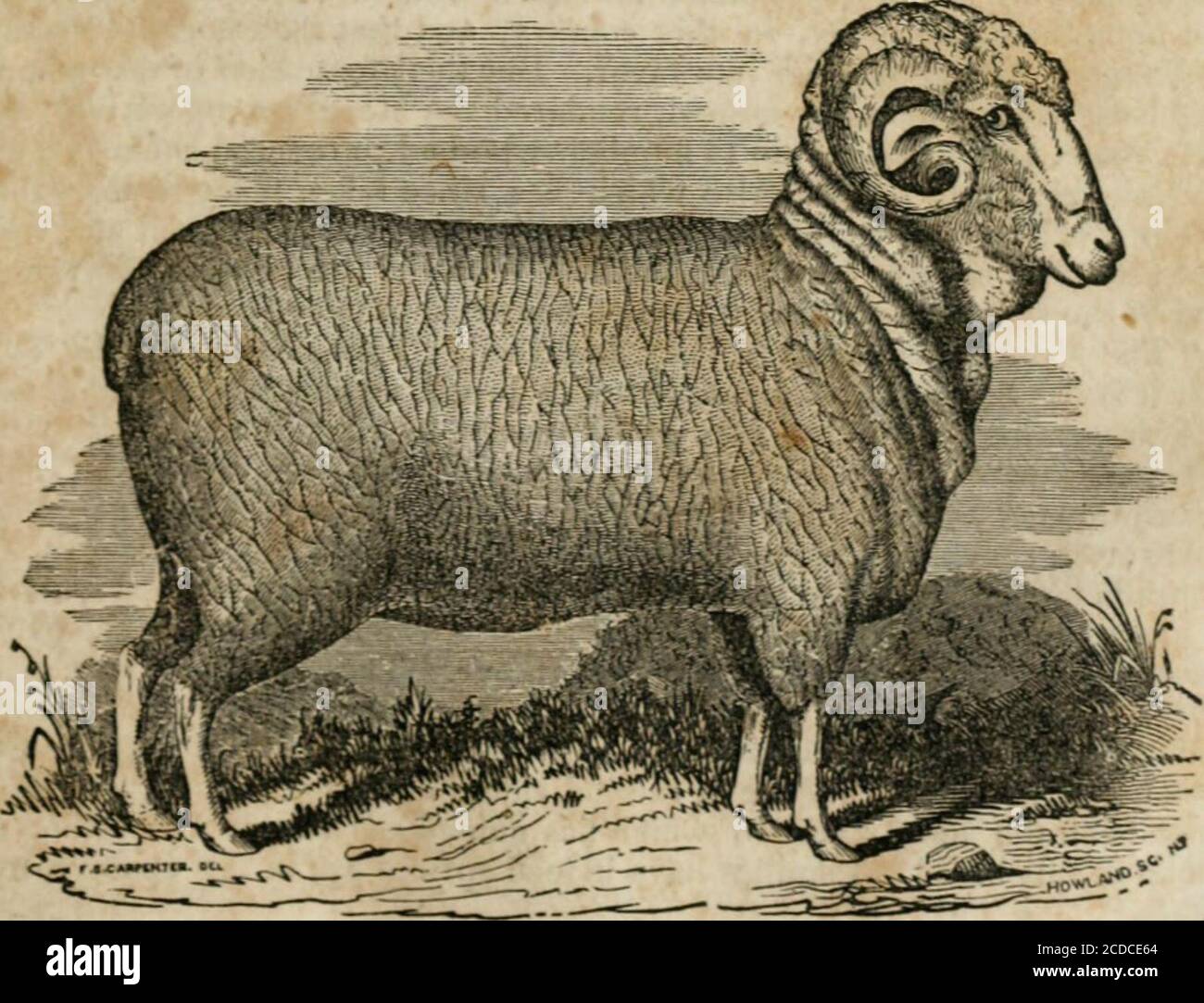 . Sheep husbandry in the South: comprising a treatise on the acclimation of sheep in the southern states, and an account of the different breeds. Also, a complete manual of breeding, summer and winter management, and of the treatment of diseases . d the possibility of carding by the Tory weed (CynoglossumeJUcinale) and Burdock (Arctium lappa) so common on new lands. The old common stock of sheep, as a distinct family, have nearly disap-peared, having been imiversally crossed, to a greater or less extent, withthe foreign breeds of later introduction. The first and second cross withtlie Merino, Stock Photo