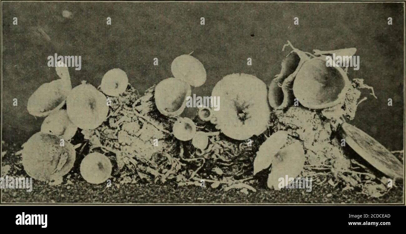 . Fungous diseases of plants, with chapters on physiology, culture methods and technique . age is not believed to be important to continue thepropagation of the fungus. During the spring of 1902 the Scle-rotinia stage was found (Norton) quite commonly in the orchards^.pi Maryland. The apothecia were discovered arising from scle-rotia, which might be developed either within the tissues or on ASCOMYCETES 193 the surface of the mummied fruits. The fruits upon which thisstage appeared had been hghtly covered with sandy soil for atleast a year. In 1906 this stage was extremely common through-out th Stock Photo
