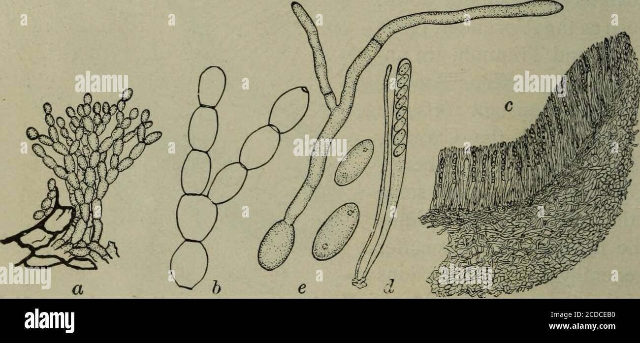 . Fungous diseases of plants, with chapters on physiology, culture methods and technique . Fig. 71. Section of Peach Twig affectedWITH THE MoNiLiA. (After Erv. F. Smith) 192 FUNGOUS DISEASES OF PLANTS On blighted branches of the peach the myceUum has beenfound (Smith) to grow most abundantly in the cambium and softbast, these tissues disappearing in large measure with the forma-tion of extensive gum pockets (Fig. 71). The conidiophores arise as short hyphae, which soon becomeseptate at the extremities, branched and nodulose. The branchingproceeds in an indefinite and usually irregular or semi Stock Photo
