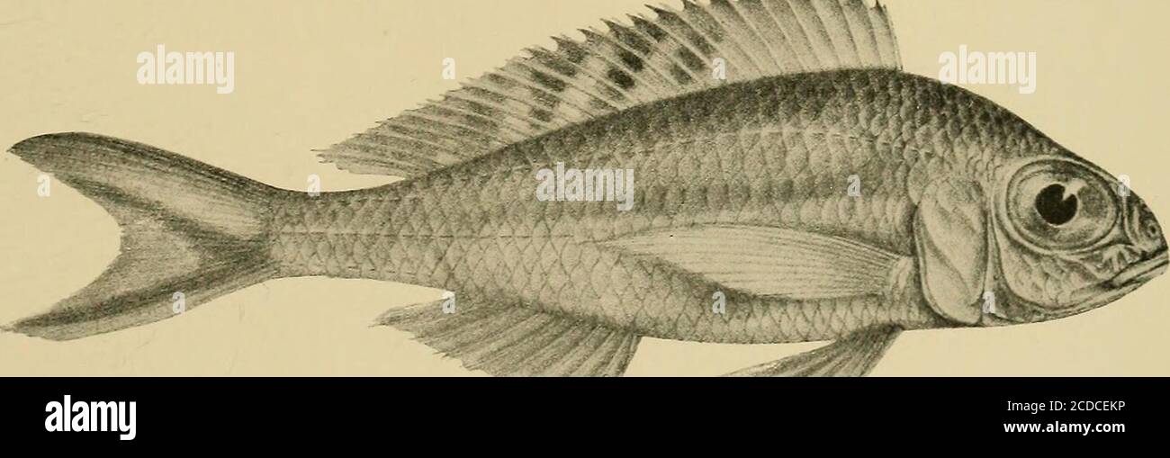 . The Tanganyika problem; an account of the researches undertaken concerning the existence of marine animals in Central Africa . Paratilapia dewindti. See p. i8o. v X . . Xenotilapia ornatipinnis. See p. 190. Stock Photo
