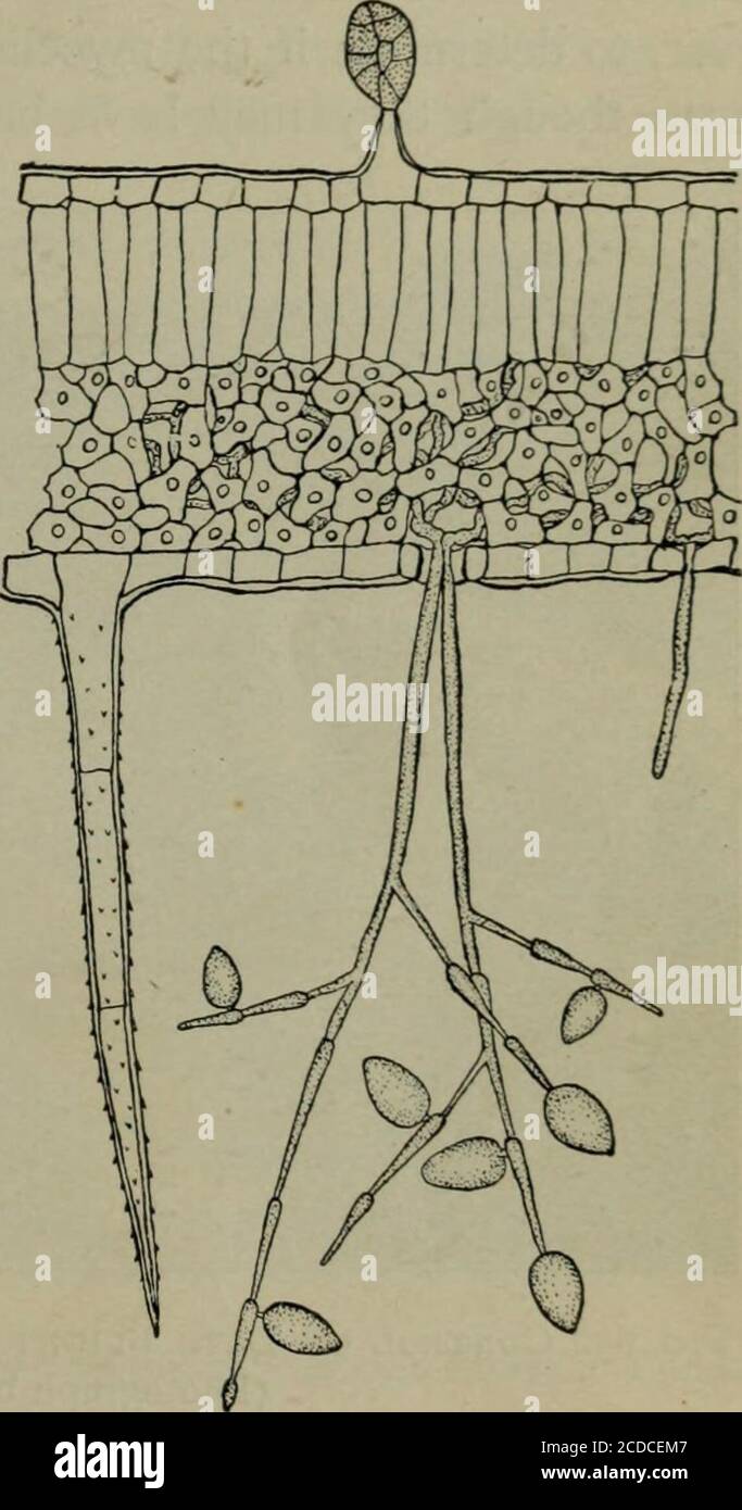 . Fungous diseases of plants, with chapters on physiology, culture methods and technique . r ingroups of from two to fourfrom the stomates. The conidio-phore is branched, and at thetip of each branch a conidiumis produced. The conidium ispushed to one side and thebranch continues. The continua-tion is, however, larger than thetip which produced the conid-ium, so that this further growthis marked by an enlargementof the branch, making a verycharacteristic form of conidio-phore (Fig. 62). The conidia areovate and usually measure 27-30x15-20^1. The conidia ger-minate readily when fresh, by thepro Stock Photo