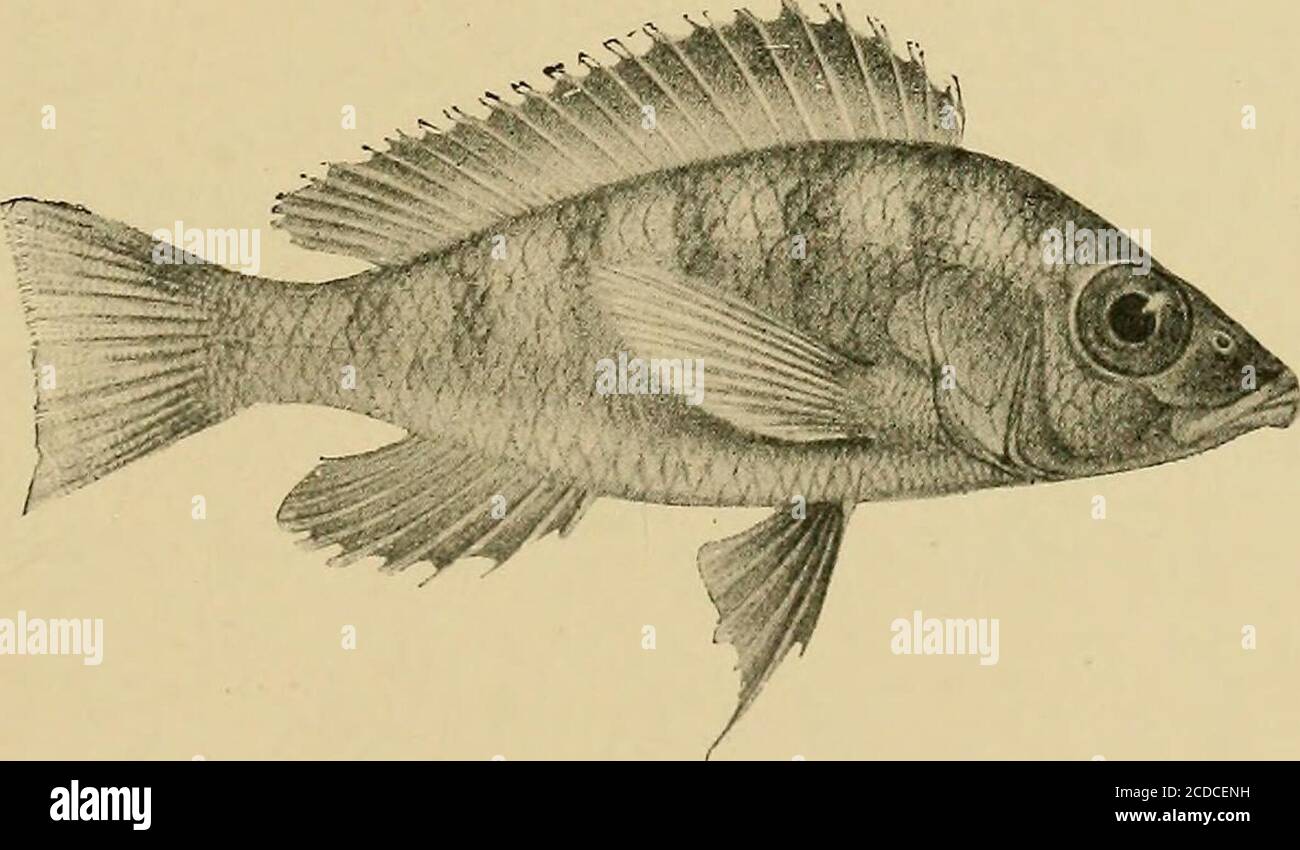 . The Tanganyika problem; an account of the researches undertaken concerning the existence of marine animals in Central Africa . Lamprologus compressiceps. See p. 172.. Paratilapia pfefferi. See p. 178. Stock Photo