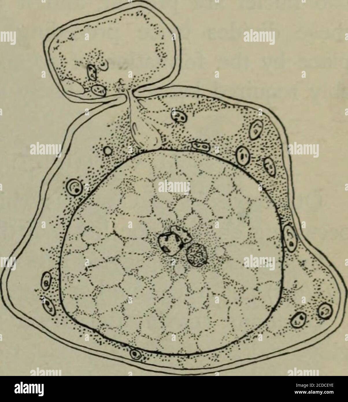. Fungous diseases of plants, with chapters on physiology, culture methods and technique . Fig. 50. CoNiDiAL Stage, Fertilization, and GerminatingOospore of Cystopus. {b and c, after De Bary) conidial cushions, characteristic of the family to which this speciesbelongs, are prominent. The fungus. The conidial cushions occur upon leaves, stems,and floral parts, or fruits. On the majority of hosts, such asshepherds purse, horse radish, etc., oospores generally occur onlyin the stems, yet upon some other hosts, particularly upon certainmustards in the western United States, oospores alone are com- Stock Photo