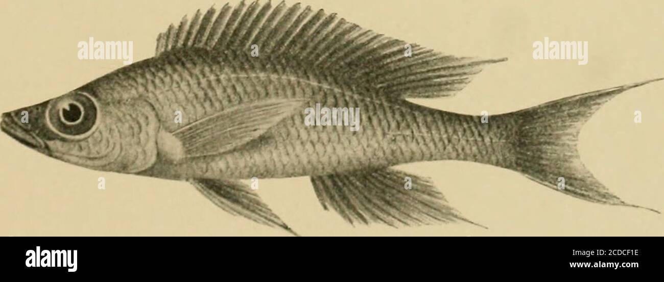 . The Tanganyika problem; an account of the researches undertaken concerning the existence of marine animals in Central Africa . Paratilapia aurita. See p. 178.. Iaratilapia niyrcpiiinis. Sec p. 184. 196 THE TANGANYTKA riWBLEM. 63. CiKPHYROCHROMIS MOORII.—Blgr. 1901. (Fig. p. 193.) Depth of body equal to length of head, 3 times in total length. Snout withslightly convex upper profile, as long as the diameter of the eye, which is contained33 times in length of head, and equals interocular width ; ma.illary extending tobetween nostril and eye ; 56 conical teeth, with brown points, in the upper Stock Photo