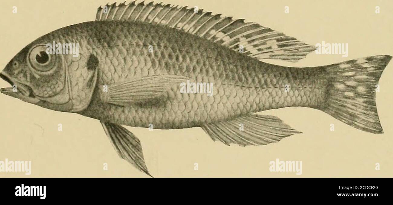 . The Tanganyika problem; an account of the researches undertaken concerning the existence of marine animals in Central Africa . Tilapia trematocephala. See p. 204,. Paratilapia aurita. See p. 178. Stock Photo