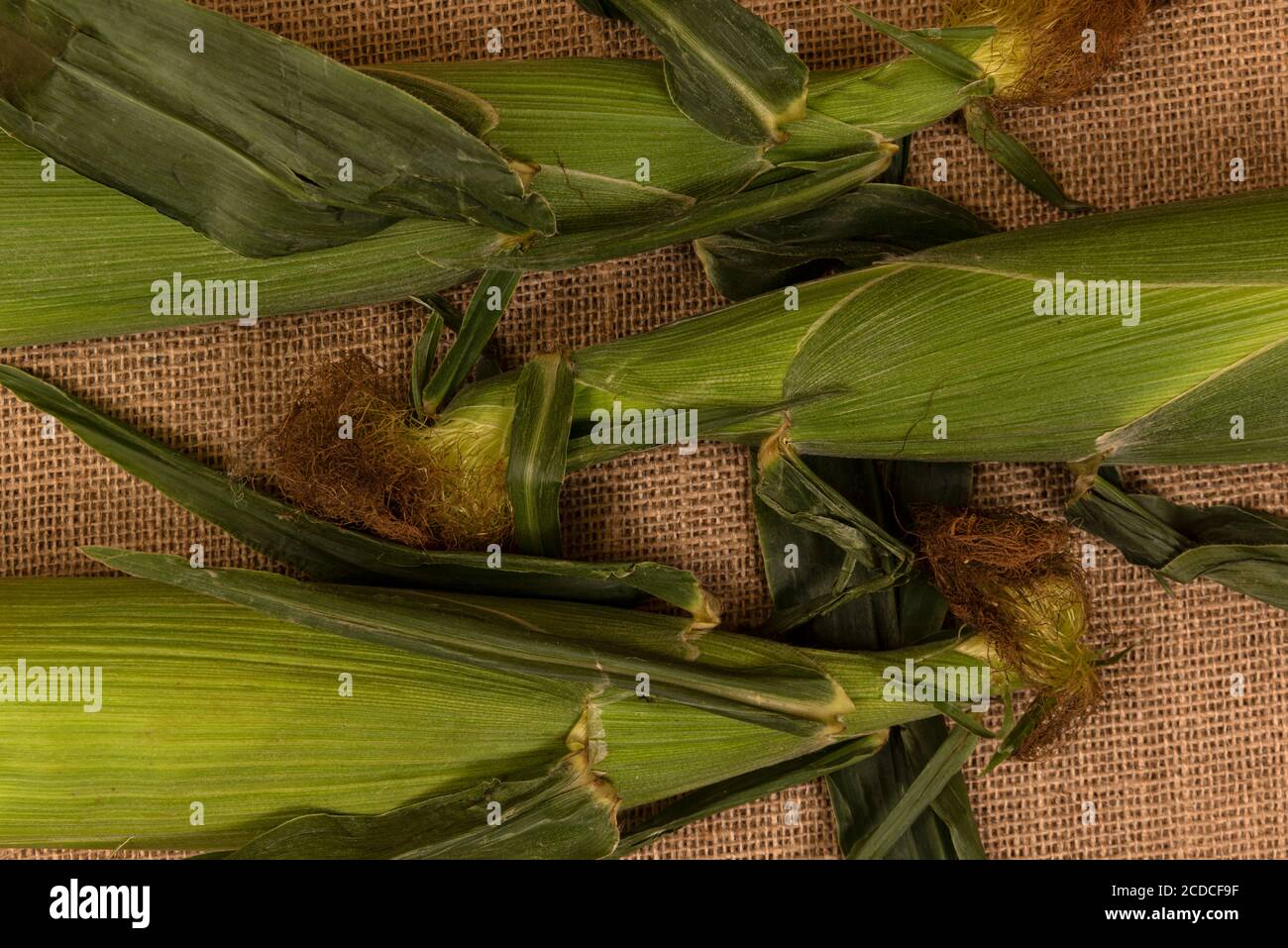 Corn cobs in husks aranged on burlap. Stock Photo