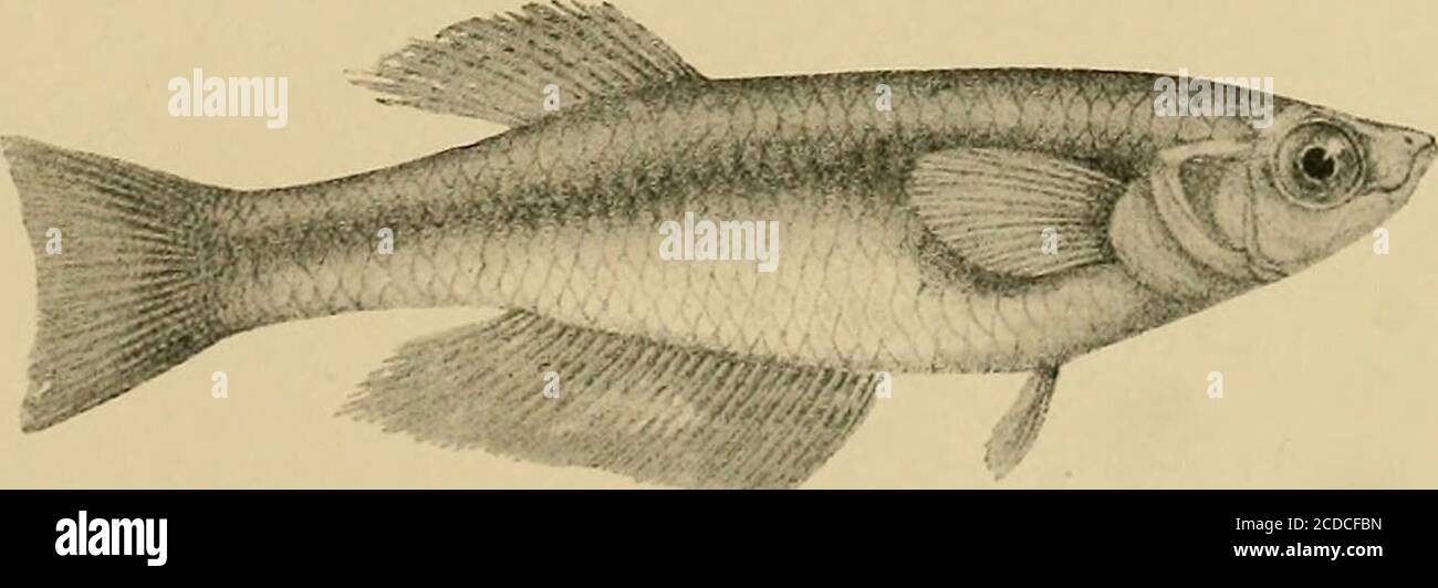 . The Tanganyika problem; an account of the researches undertaken concerning the existence of marine animals in Central Africa . Lamprologus modestus. See p. 170. Lake Tanganyika. It is very closely allied to P. ventralis, Blgr., from which itdiffers in the dentition and in the shorter pectoral fin. 46. Paratilapia furcifer, sp. n.—Blgr. 1898. (Fig., p. 177.) Teeth very small, in three series in both jaws, the outer largest and tipped withbrown. Depth of body equal to length of head, 3 times in total length. Snoutwith curved upper profile, a little shorter than the eye, the diameter of which i Stock Photo
