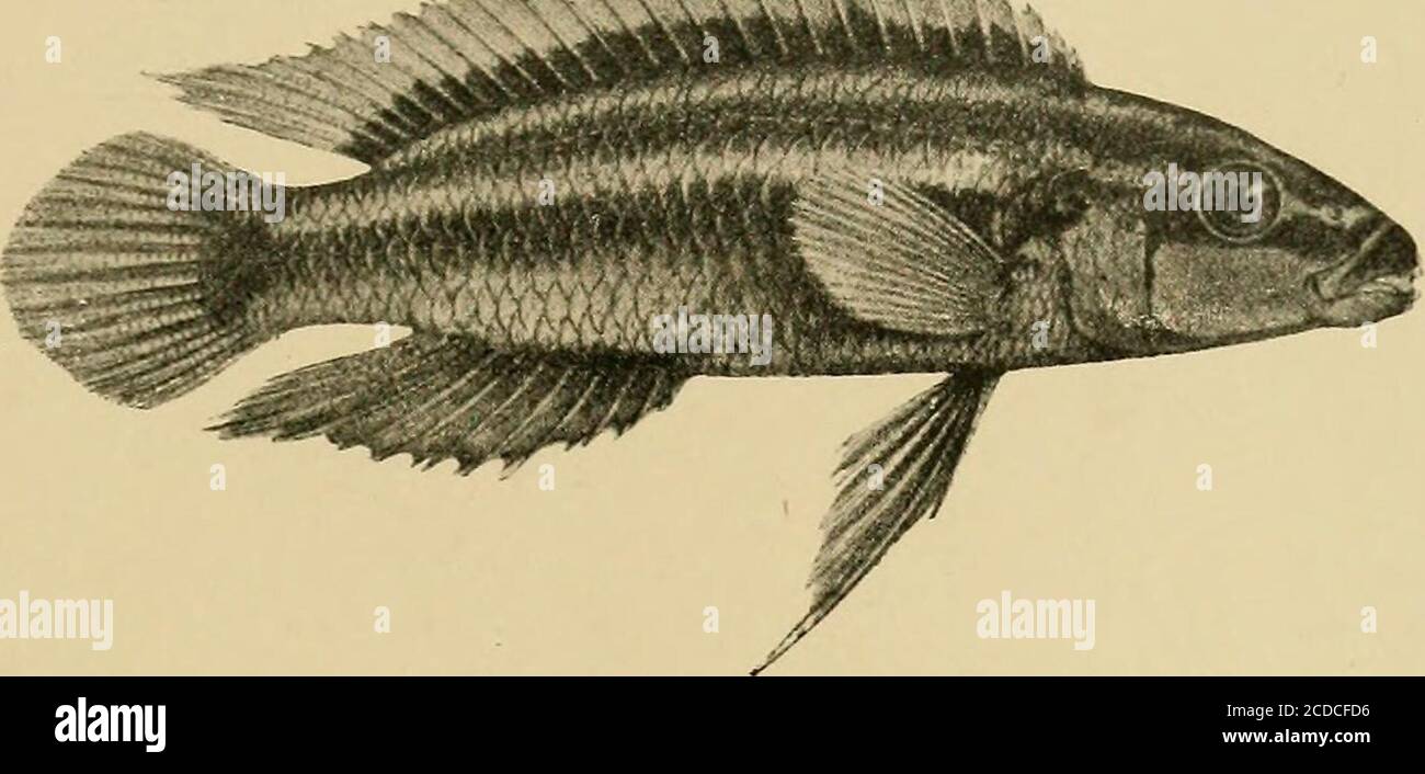 . The Tanganyika problem; an account of the researches undertaken concerning the existence of marine animals in Central Africa . &lt; z&lt;oz&lt; hw . Julidochromis ornatus. See p. 176. millim. in diameter. The stomach contains a small partially digested fish of thegenus Paratilapia, as first ascertained by a sciagraph kindly prepared by Messrs.Gardiner and Green, through which it was possible to compare the structure of thevertebral column, with that of other members of the family Cichlida;. Theinsertion of the ribs is typical, viz., sessile, except on the last three prrecaudal ^^ .. ^ 10^ Pa Stock Photo