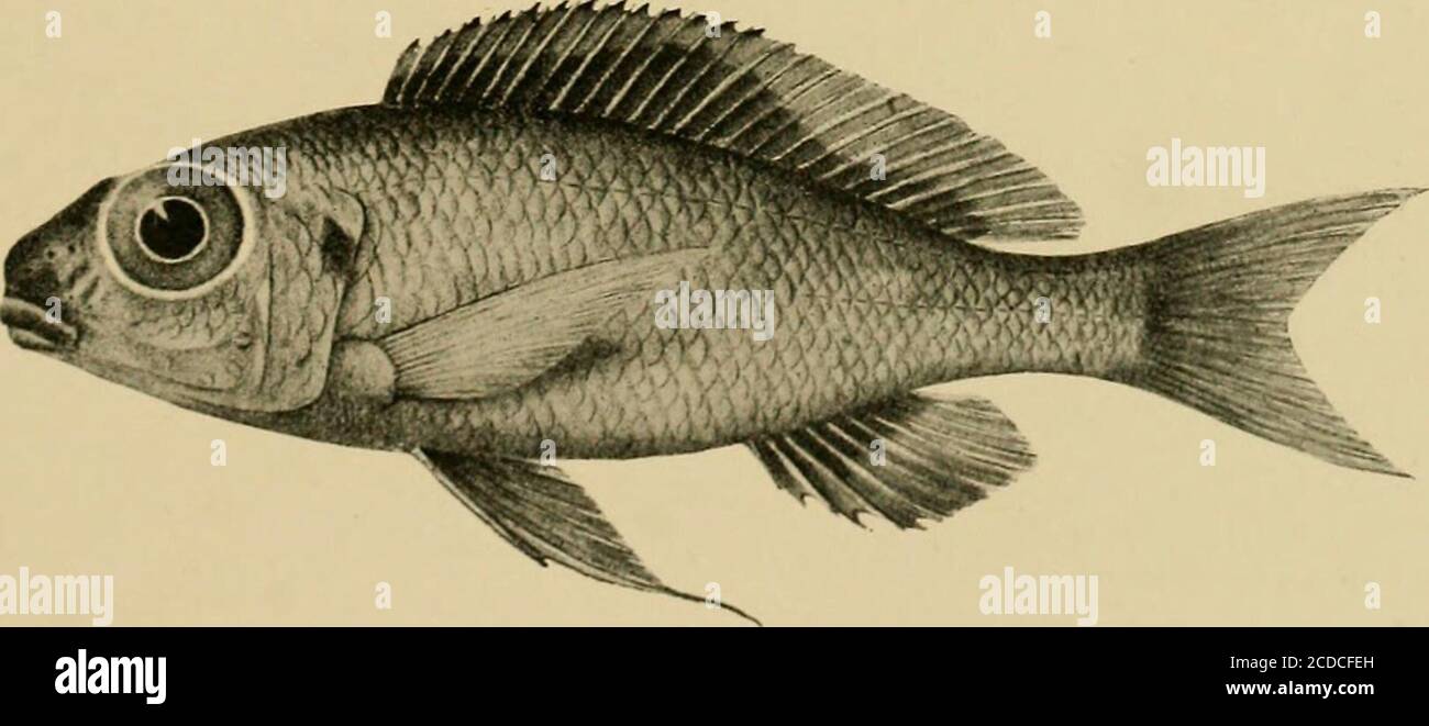 . The Tanganyika problem; an account of the researches undertaken concerning the existence of marine animals in Central Africa . Ectodus longianalis. See p. 1S8.Another specimen figured on p. 205.. Tilapia Ijoops. See p. 204. 1/6 THE TANGANYIKA PROBLEM. 37. JiLiDOCHROMis ORNATUS.—Blgr. 1898. (Fig., p. 185, upper.) Four or 6 canines in each jaw, tipped with brown. Depth of Iwdy 4 to 4^ limes in total length, length of head }, to 3.4. Snout  to twice as long as diameter of eye, which is 4.J to 5 times in length of head and h in interorbital width ; maxillary extending to below nostril ; chee Stock Photo