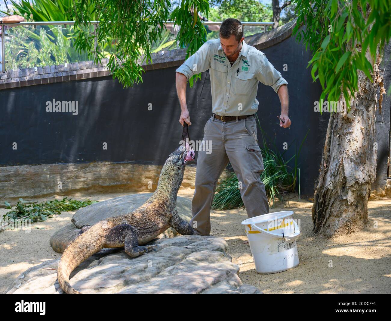 Komodo dragon been fed at Taronga Zoo by a zoo keeper Stock Photo