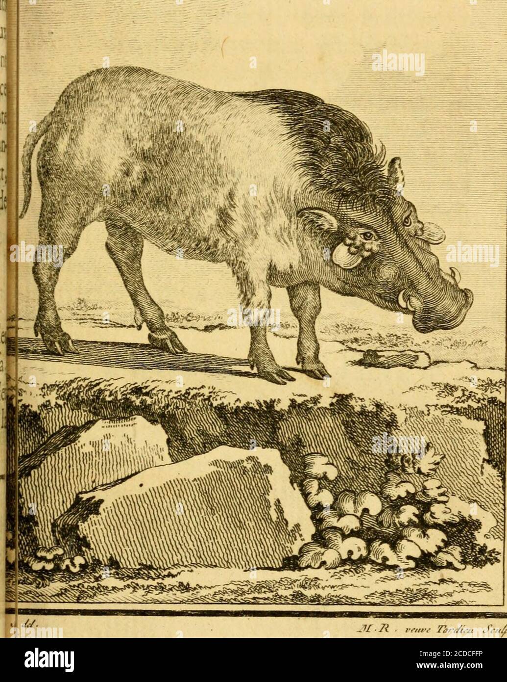 faune vertébrée, image size:1035x1390