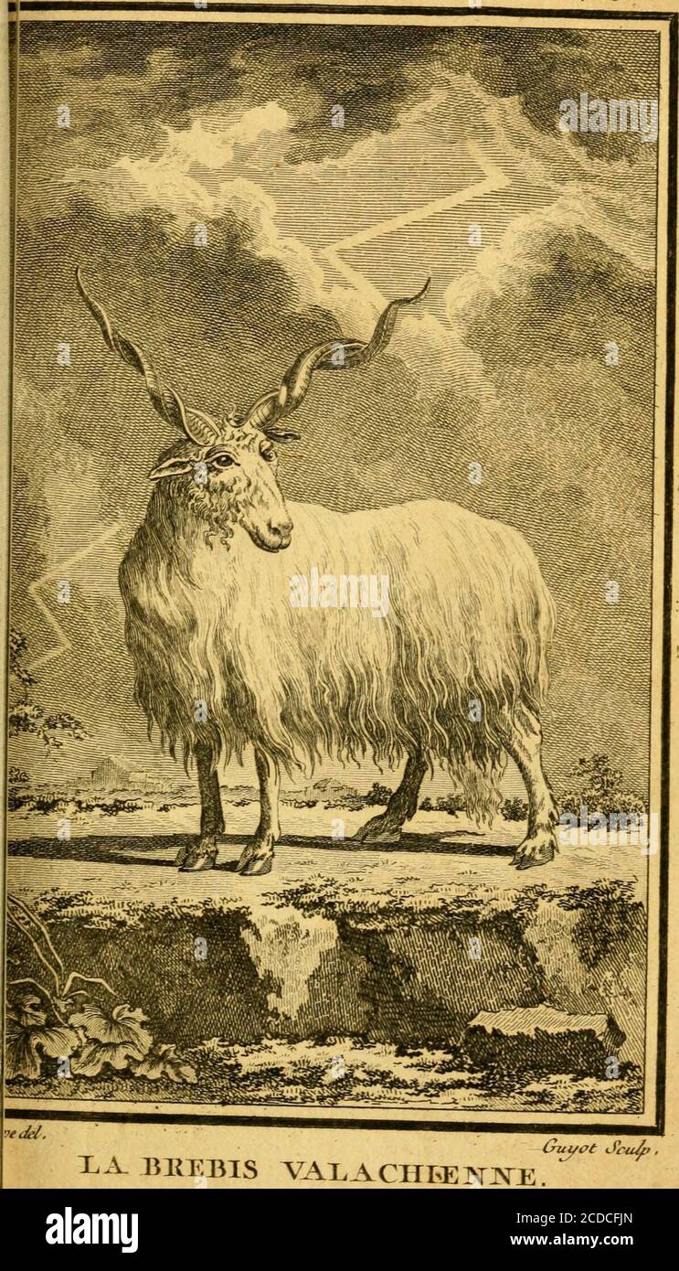 Œuvres complètes de M. le C[om]te de Buffon .. . S^f. R ? lu-utv Zw.fl^ X.E  T5ELIER VAr.ACHIEN. u r. T.mt. 77ir. T. fUI.^yiUj.jj^ù.. XA. BREBIS  VALACHEElVJsTE G^yot iScuA), PI. IX .