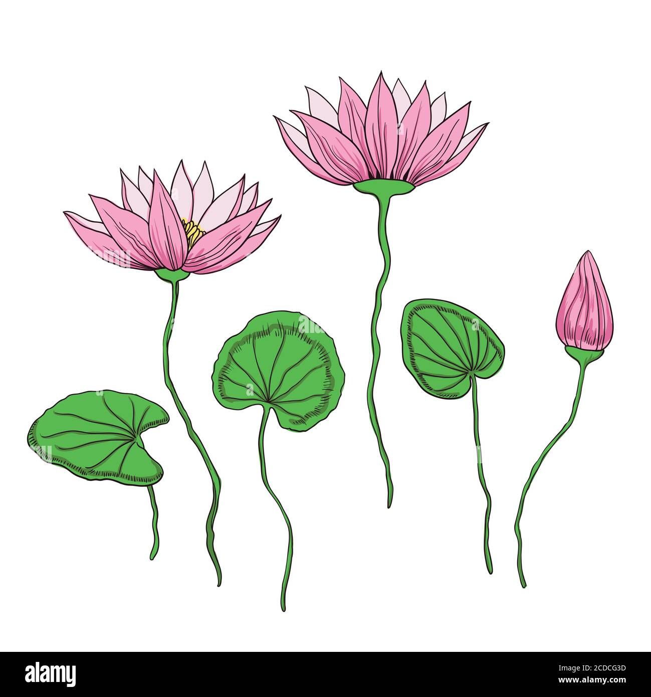Adorable lotus flowers isolated on white background Stock Vector Image ...