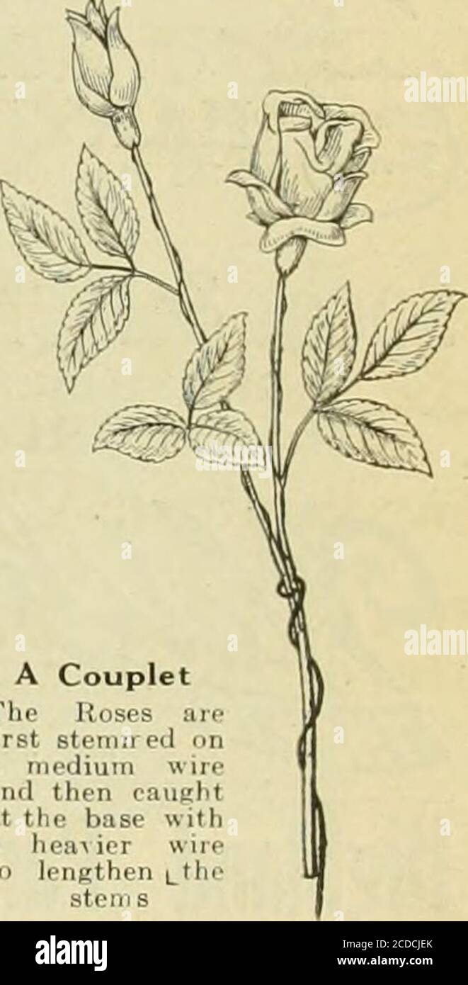 . The Florists' exchange : a weekly medium of interchange for florists, nurserymen, seedsmen and the trade in general . ma-terial, for here are a fewpoints that are worthknowing. In this worknearly all flowers requirestemming. In a clusterof Roses, stem about two-thirds of them; in Ameri-can Beauty Roses, none.Easter Lilies are betterif a few of them have awire turned about theneck to make them faceabout. Where more thantwo dozen short or me-dium-stemmed Roses areto be used, they shouldfirst be stemmed and thenput together in coupletsor triplets. It is notpossible to make a spraywith good line Stock Photo