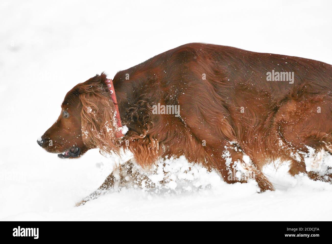 Irish red setter on a walk in winter Stock Photo
