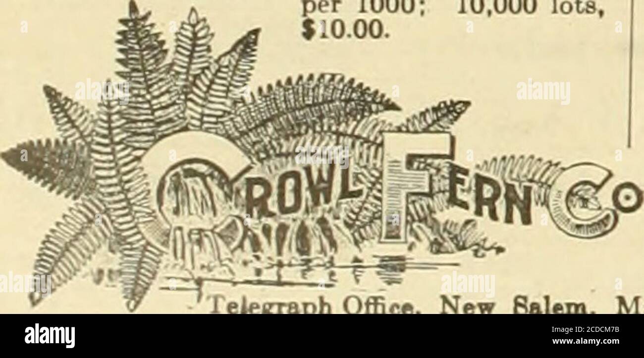 . The Florists' exchange : a weekly medium of interchange for florists, nurserymen, seedsmen and the trade in general . Leucothce Sprays. Fancy Ferns Dagger Ferns 100.$0.50 1000 $1.251.00 , SPHAGNUMMOSS Superior Quality Buy now and get? ?( . advantage of the lowinnmer prices. 1 bale $ 1.75 10 bales 16.00 25 bales 37.50 Every bale wrapped. In carload lots we canoffer specially low prices where no wrapping isrequired.D_ r I 10 Case Bronze ualax $1.25 tiooa Green Galax 1.00 8.50 Natural Sheet Moss per bag, $2.00 Dyed Green Sheet Mow. . .per bag, 3.50 Cedar Bark per lb.. Hemlock Bark per lb., .08. Stock Photo