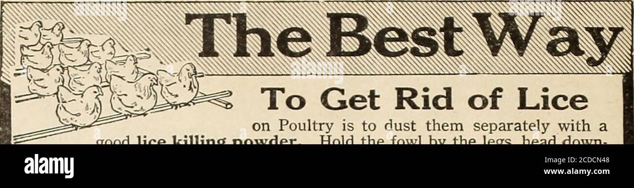 . The Farm-poultry . from (&gt;7 pullets in December and 981in January. Have had better layingthese months without any winter moltingand do you think there is anything inthis feeding that would cause it and will itaffect the time of their molting next fall? It may interest some of your readerswho look upon Canada as a country oflow prices for poultry products, to knowthat my December eggs netted me 60 centsa dozen, and as I am 70 miles from Mon-treal had to take wholesale prices; also inApril last, year old hens netted me 19cents a pound live weight, and in May 17cents. The molting of hens out Stock Photo