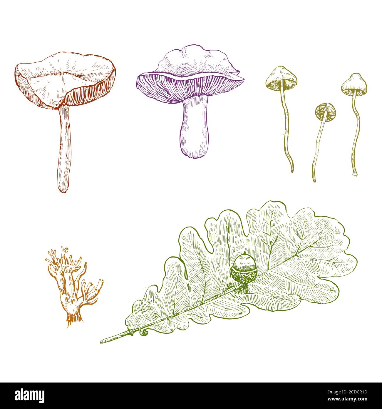 Vintage set of ink drawn mushrooms and leaves Stock Vector