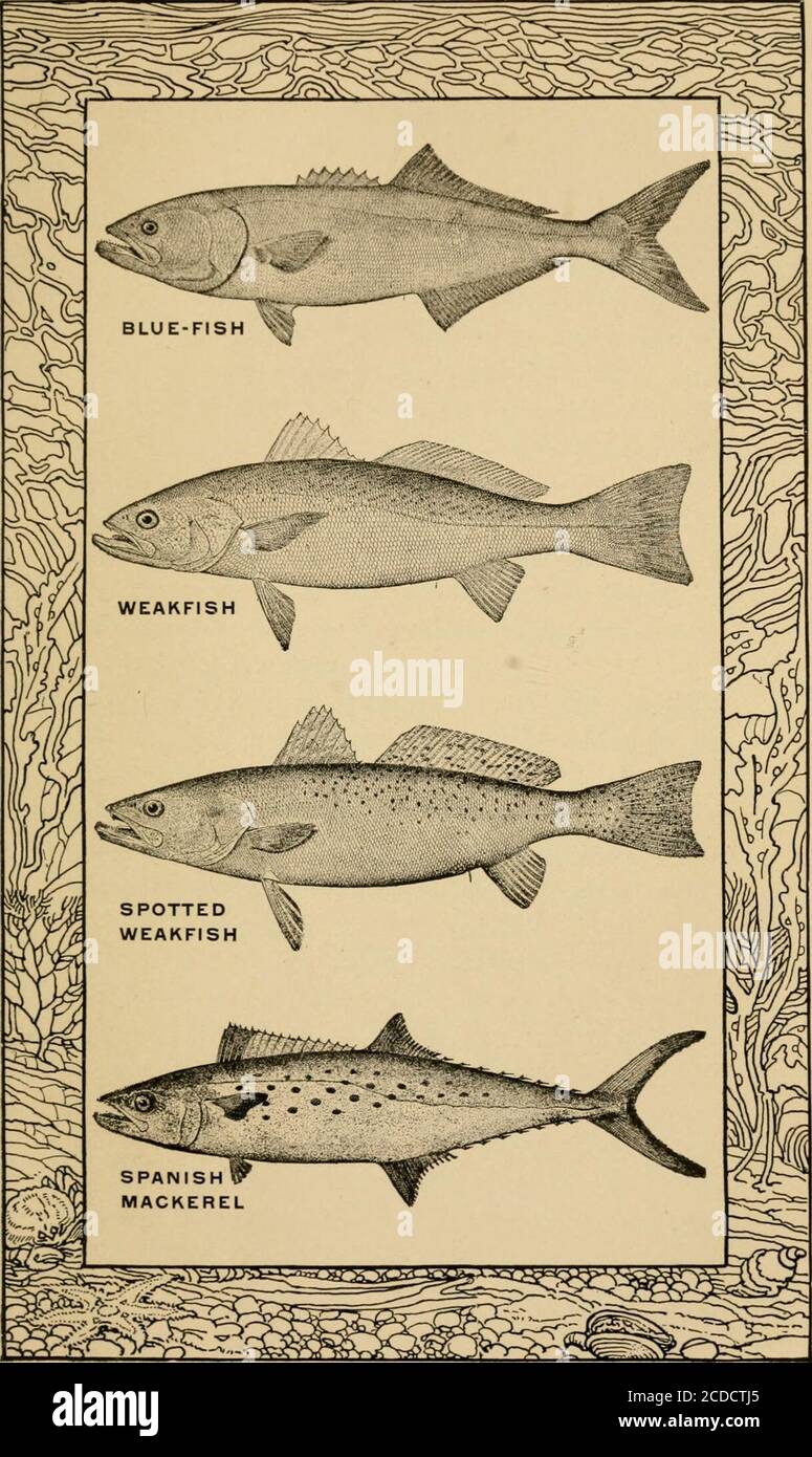 The book of fish and fishing; . e tide. It is a hand-some as well as fairly  nutritious food fish, afford-ing considerable satisfaction to hosts of  anglersthroughout the warm summer months.