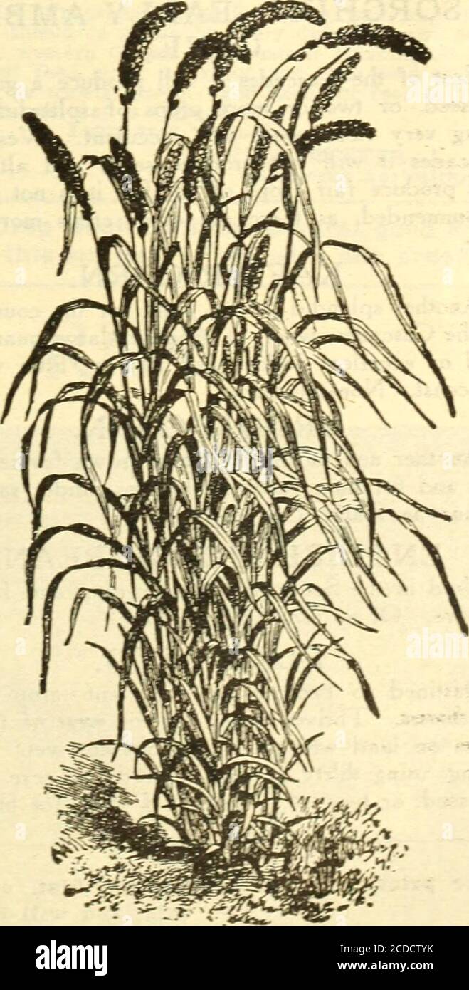 Japanese millet hires stock photography and images Alamy