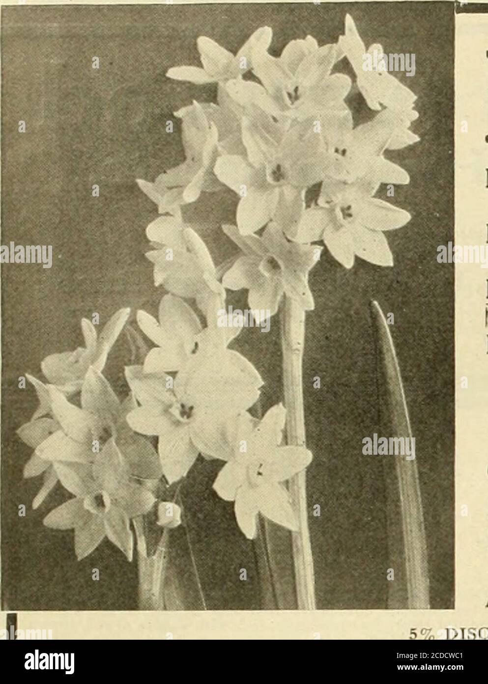 The Florists Exchange A Weekly Medium Of Interchange For Florists Nurserymen Seedsmen And The Trade In General With Violetlarge Sat Asparagus Plumosa 2 Gt I In Pots Strong Plants 3 50 Per 100