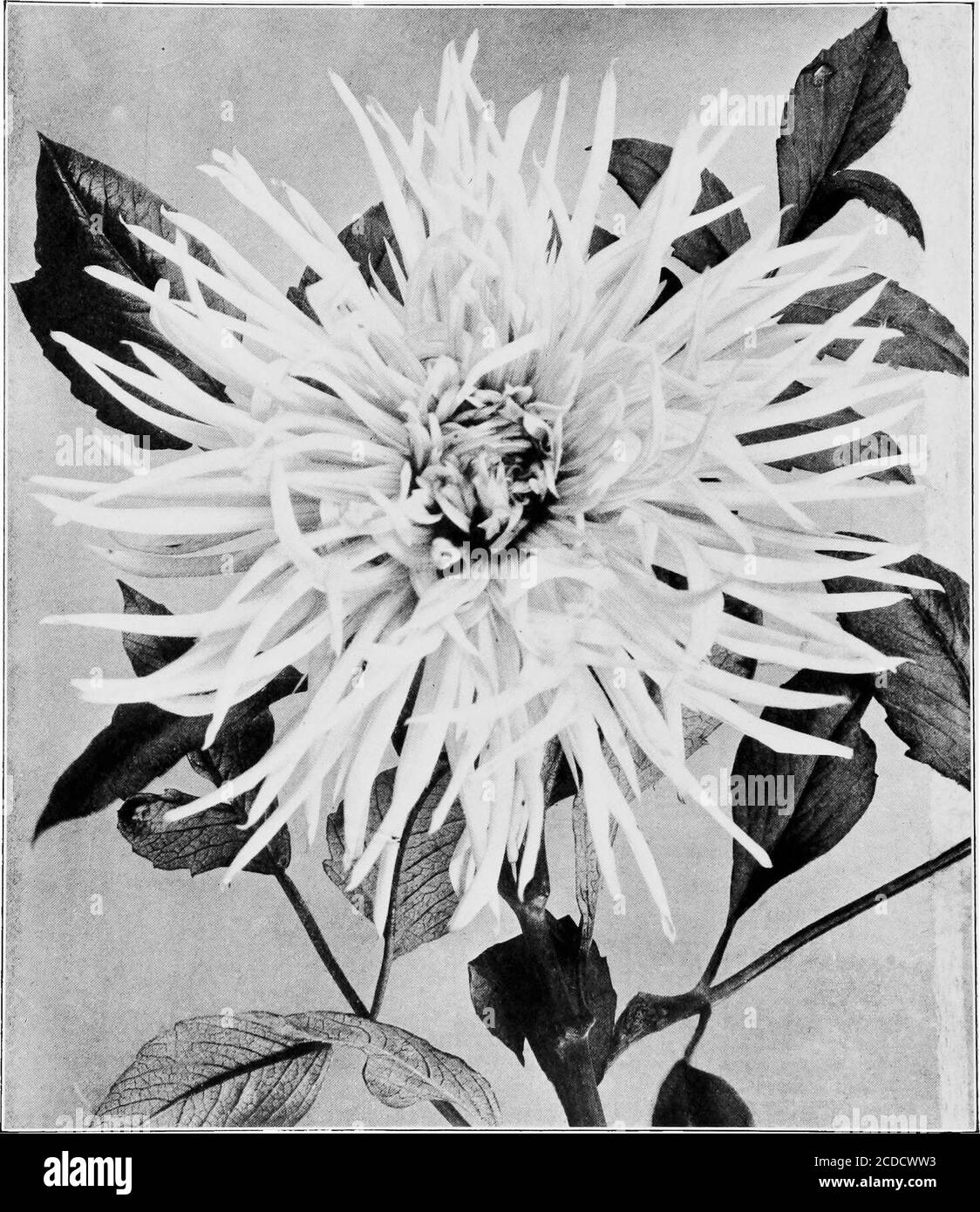 . The dahlia; a practical treatise on its habits, characteristics, cultivation and history . delicate shell pink, sport of Kriemhilde. Phoenix Rich cardinal red with carmine markings; large and fine. Pink Pearl—Soft rosy pink; an early and profuse bloomer. Pius X A superb snow white; a strong grower and free bloomer. Prima Donna.—Large creamy white, with long slender petals. Primrose Queen—A splendid flower with long, narrow, incurved petals; clear primrose yellow. Prince of Yellows—Soft, golden yellow; very profuse bloomer. Regularity—Bronzy yellow at base, shading to rich red; with long, nar Stock Photo