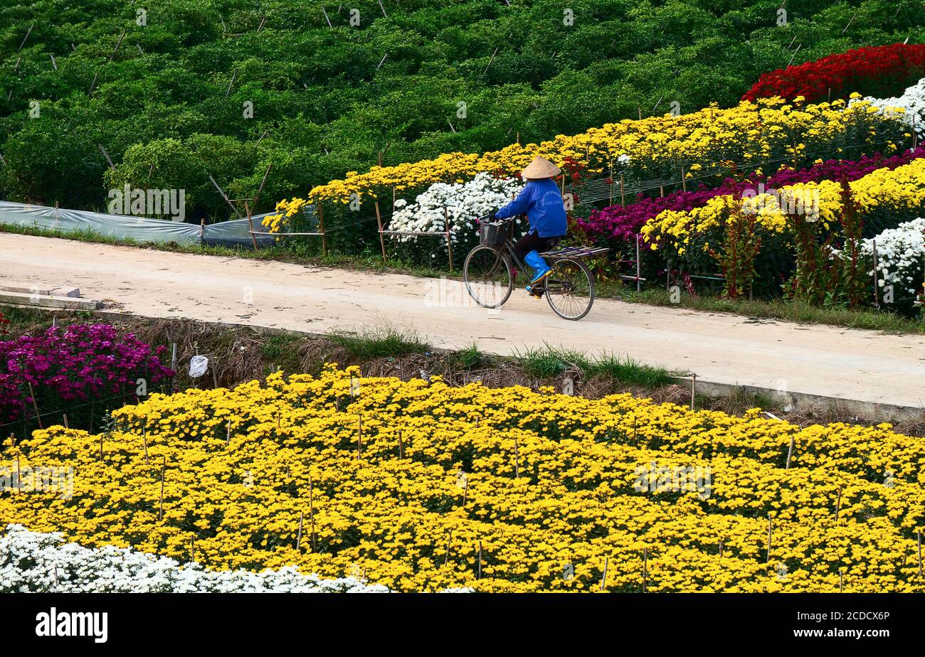 Flower garden landscape, in spring, on the outskirts of Nhat Tan, Ha Noi, Vietnam Stock Photo