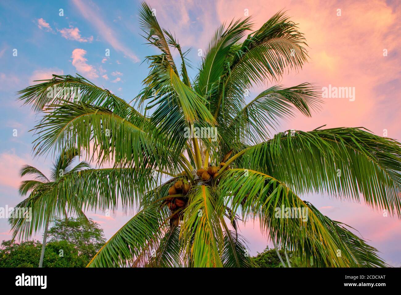 Coconut Palm Tree, Hawaii Stock Photo Alamy