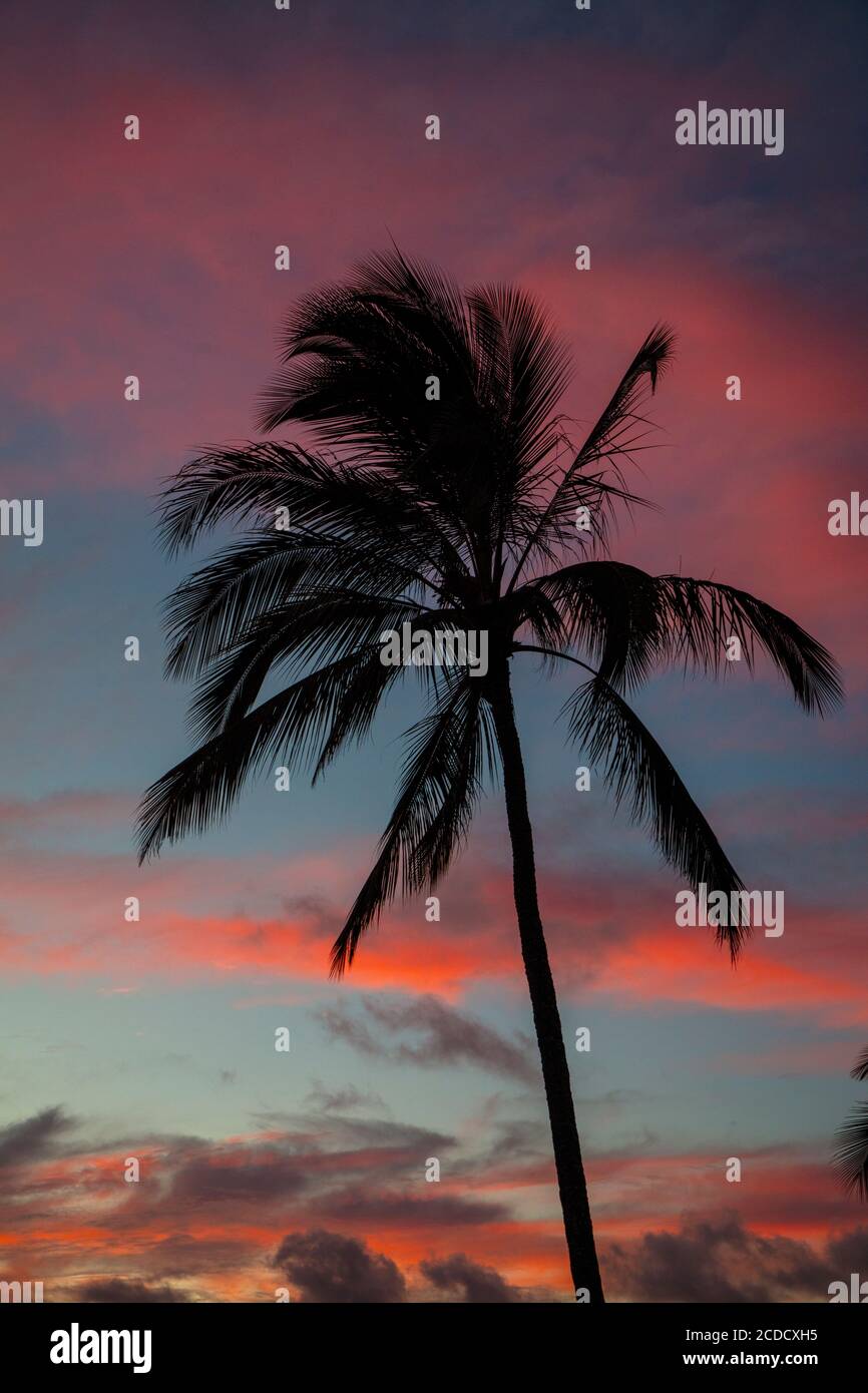 Coconut Palm Tree, Sunset, Kaneohe Bay, Oahu, Hawaii Stock Photo