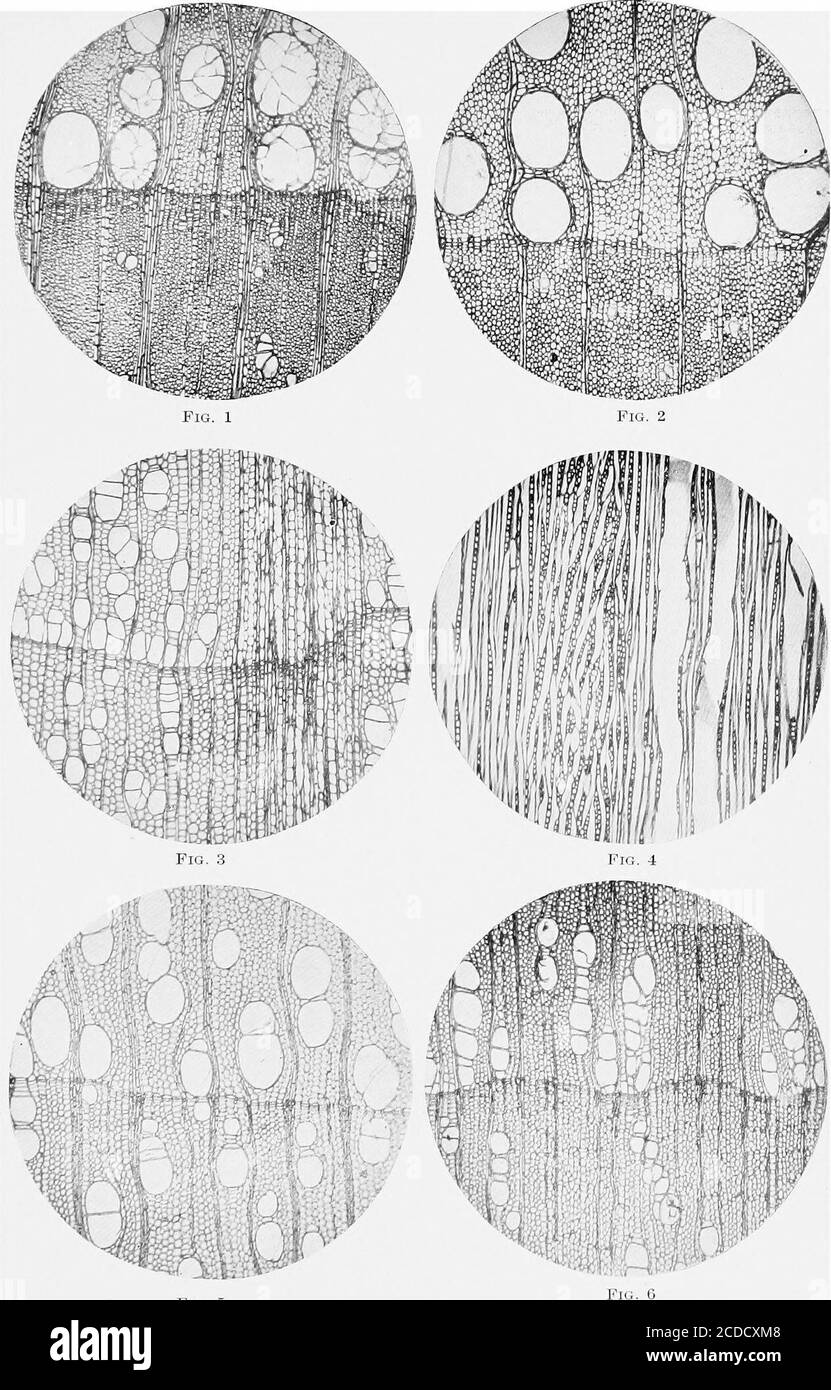 . Identification of the economic woods of the United States, including a discussion of the structural and physical properties of wood . Fig. 5 Fig. 6 PLATE V. DESCRIPTION OF PLATE V. Fig. 1.—Murux rubra (reel mulberry): cross section showing arrangement ofpores in late wood, width of rays, and presence of tyloses in lar&gt;. pores. Fig. 2.—Frnxnni.i nigra (black ash): cro.-.s section showing isolated pores inlate wood not joined tangentially by wood parenchyma. Outer margin of growthring composed of thin layer of wood parenchyma. Fig. 3,—Alnus oregona (red alder): cross section showing aggrega Stock Photo