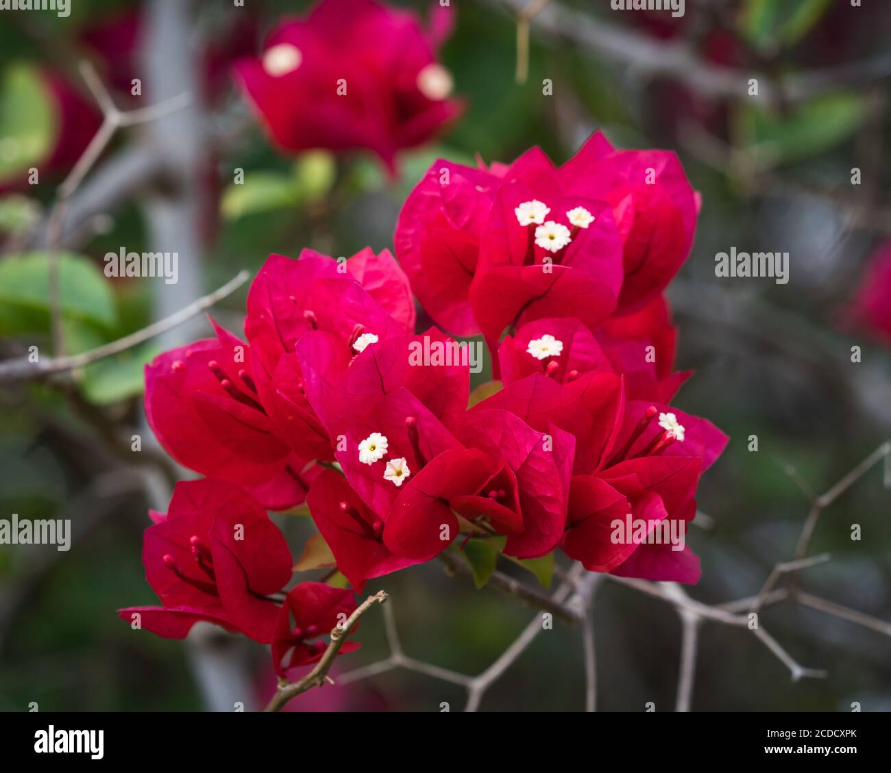 Bougainvillea flowers, Genus Bougainvillea, at the ruins in Tulum