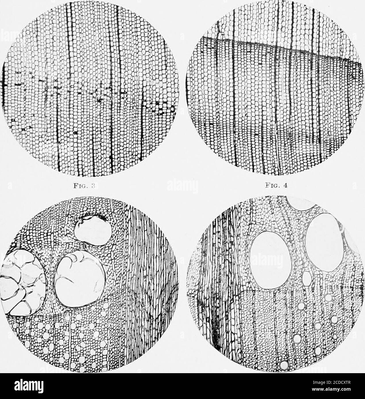 . Identification of the economic woods of the United States, including a discussion of the structural and physical properties of wood . Fig. 1 Fig. 2. Fig. 5 Fig. 6 PLATE III. DESCRIPTION OF PLATE III. Fig. 1.—Quercus alba (white oak): tangential section showing end of large rayand numerous small uniseriate rays, separated by wood fibres, and occasionalwood-parenchyma strands. Fig. 2.—Ulmus americana (American elm): cross section showing the largestpores in a single row, the small pores in wavy tangential bands. Fig. 3.—Robinia pseudacacia (black locust): cross section showing arrange-ment of Stock Photo