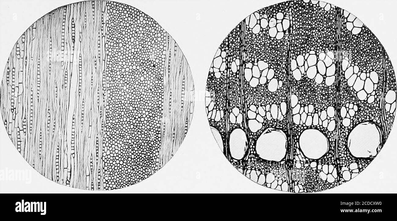 . Identification of the economic woods of the United States, including a discussion of the structural and physical properties of wood . (white oak): tangential section showing end of large rayand numerous small uniseriate rays, separated by wood fibres, and occasionalwood-parenchyma strands. Fig. 2.—Ulmus americana (American elm): cross section showing the largestpores in a single row, the small pores in wavy tangential bands. Fig. 3.—Robinia pseudacacia (black locust): cross section showing arrange-ment of pores and parenchyma, and very dense wood fibres in late wood; pores inearly plugged wi Stock Photo