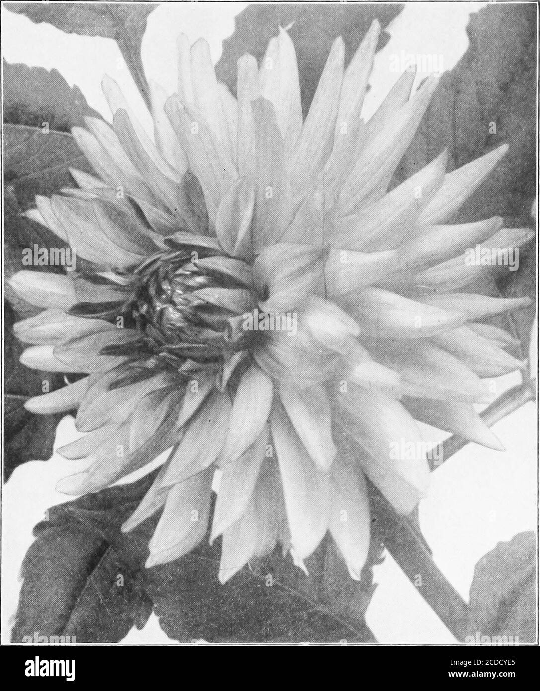 Dahlia Classification Hi Res Stock Photography And Images Alamy Dahlia Classification Hi Res Stock Photography And Images Alamy