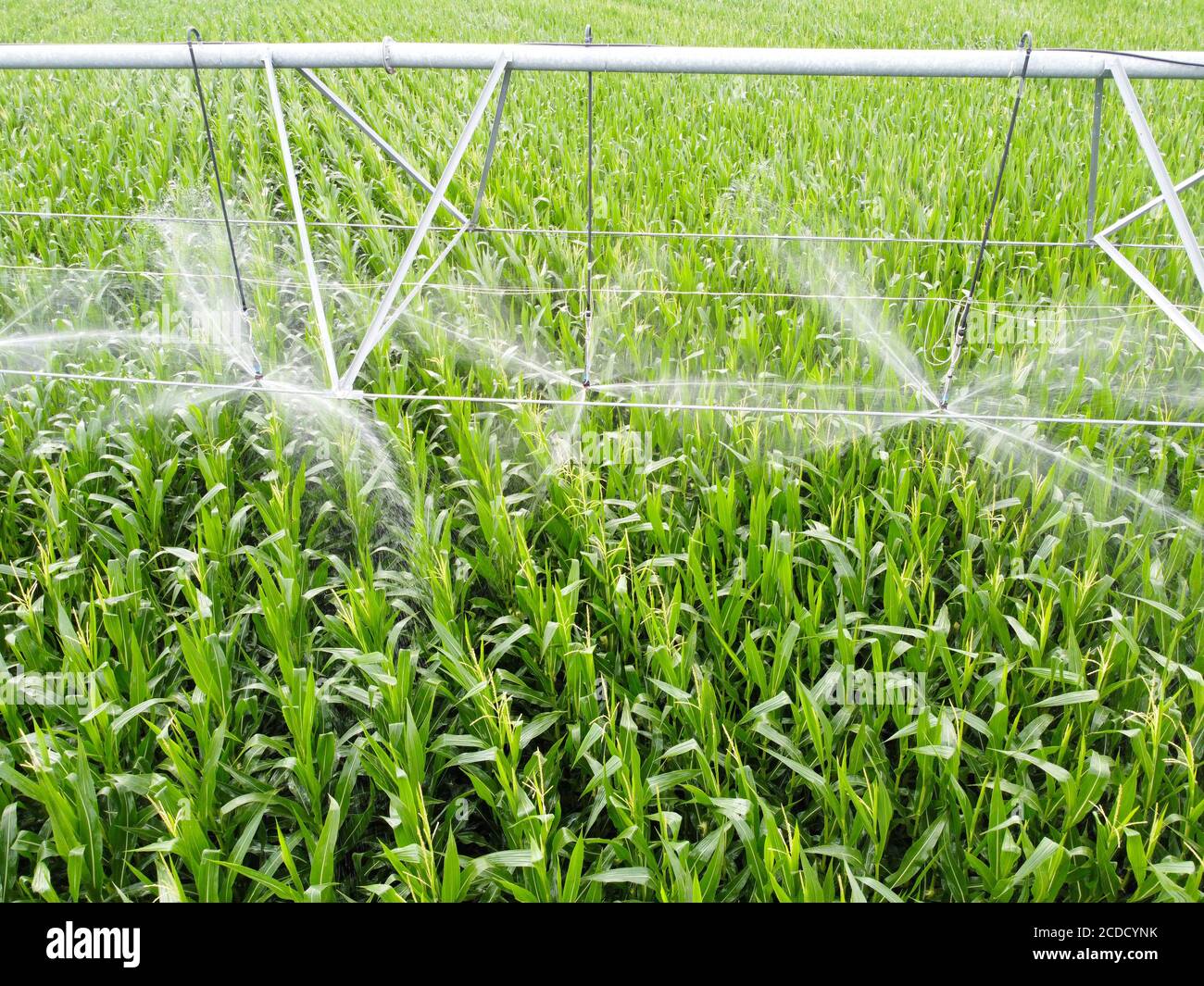 Sprinkler watering corn field hires stock photography and images Alamy