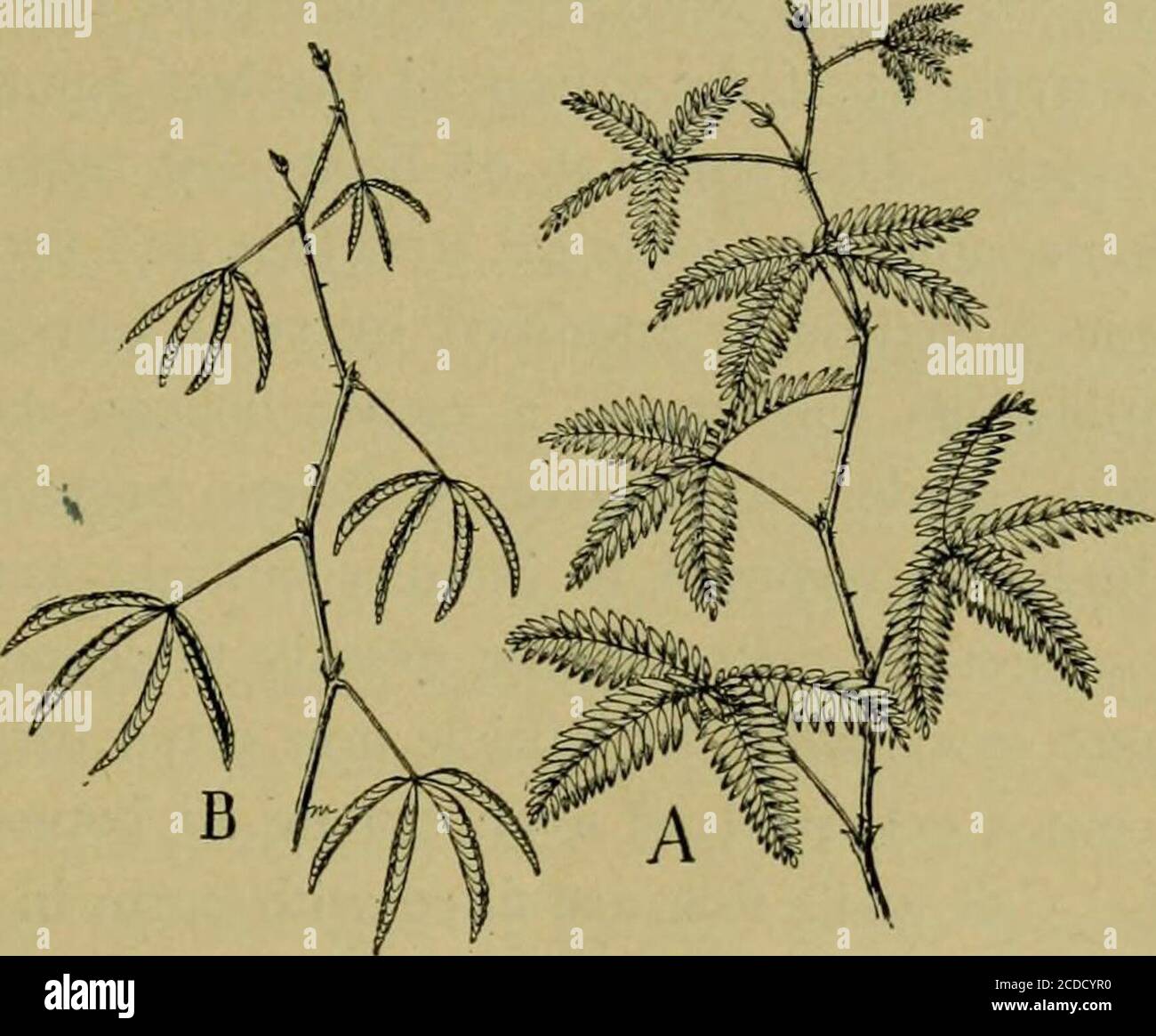 Sleep movements plant hires stock photography and images Alamy