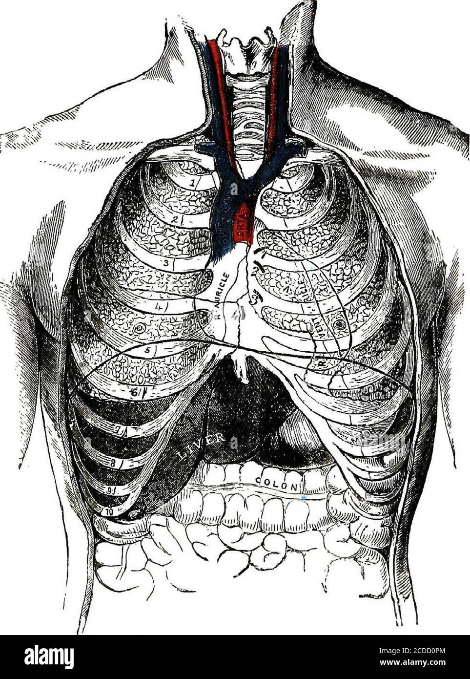 . Physiology, experimental and descriptive . Fig. 39. The Trachea and Bronchial Tubes, ShowingTwo Clusters {Alveoli) of Air Vesicles. 106 ORGANS OF THE THOBAX. around and between the air sacs. These capillaries receivetheir blood from the pulmonary artery, and return it to theheart by the pulmonary veins.. 1, Pulmonary Orifice 2. Aortic Orifice 3. Left Auriculo-Ventricular Orifice 4. Right Auriculo-Ventricular Orifice Fig. 40. Front View of the Thorax. The Ribs and Sternum are Represented inRelation to the Lungs, Heart, and other internal Organs. CILIATED CELLS. 107 ? The air vesicles, with th Stock Photo