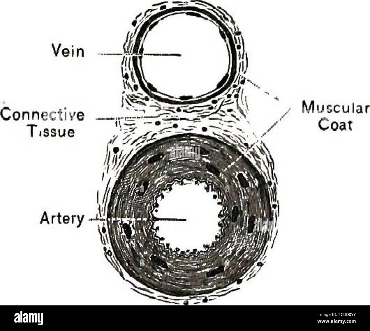 Physiology Experimental And Descriptive Fig 26 Coats Of A Small Artery After Landois Stirling Blood Flow In Capillaries 79 Fig 27 Cross Section Of Small Arteryand Vein The Blood Cannot Do