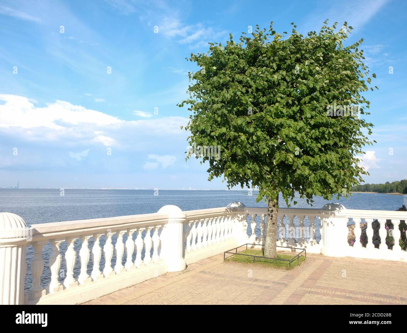 A tree next to the parapet against the background of the sea. Gulf of Finland, Peterhof, Russia Stock Photo