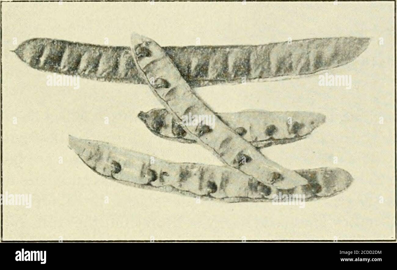 . Annual program for the observance of Arbor day in the schools of ...